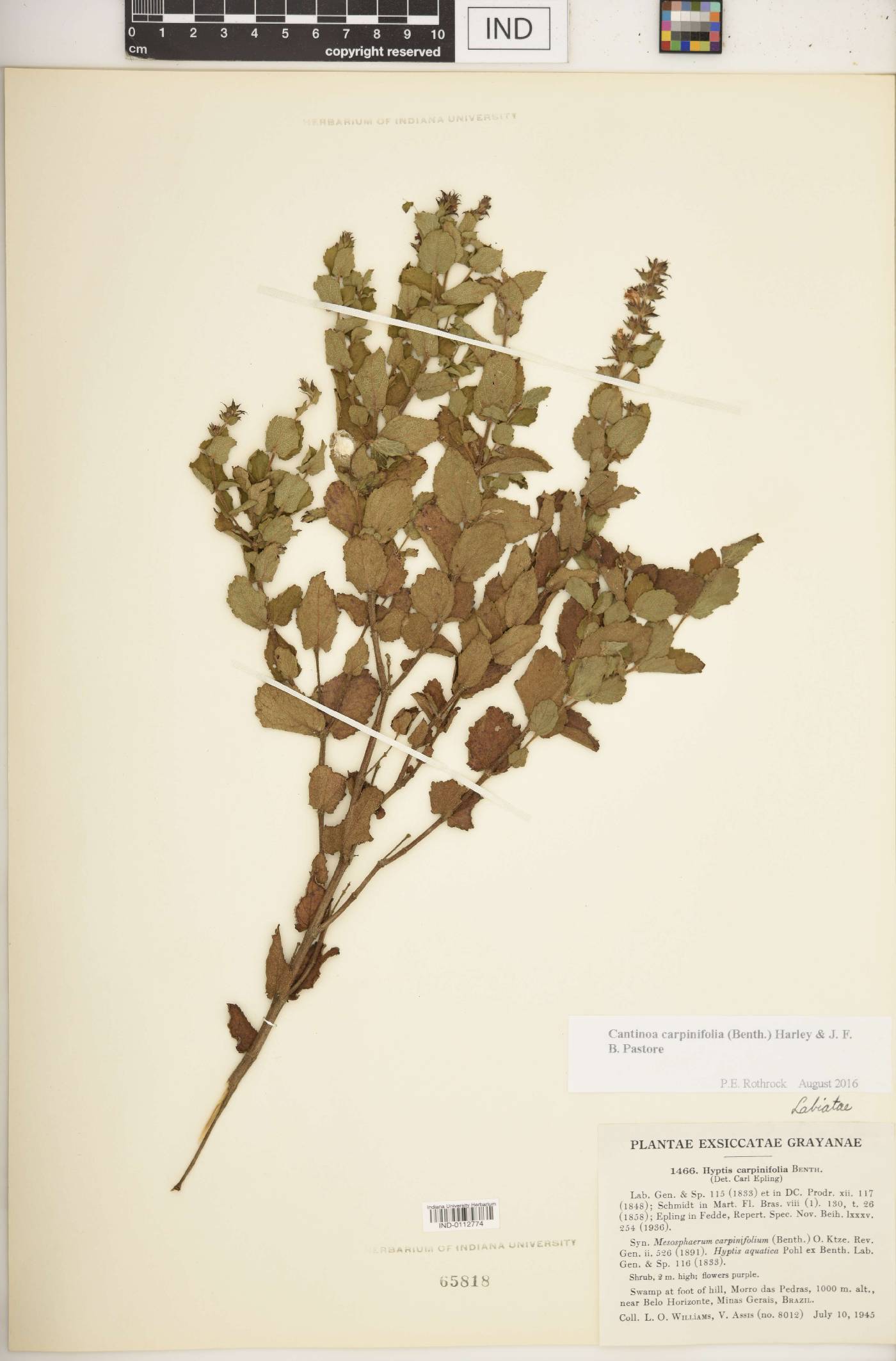 Cantinoa carpinifolia image