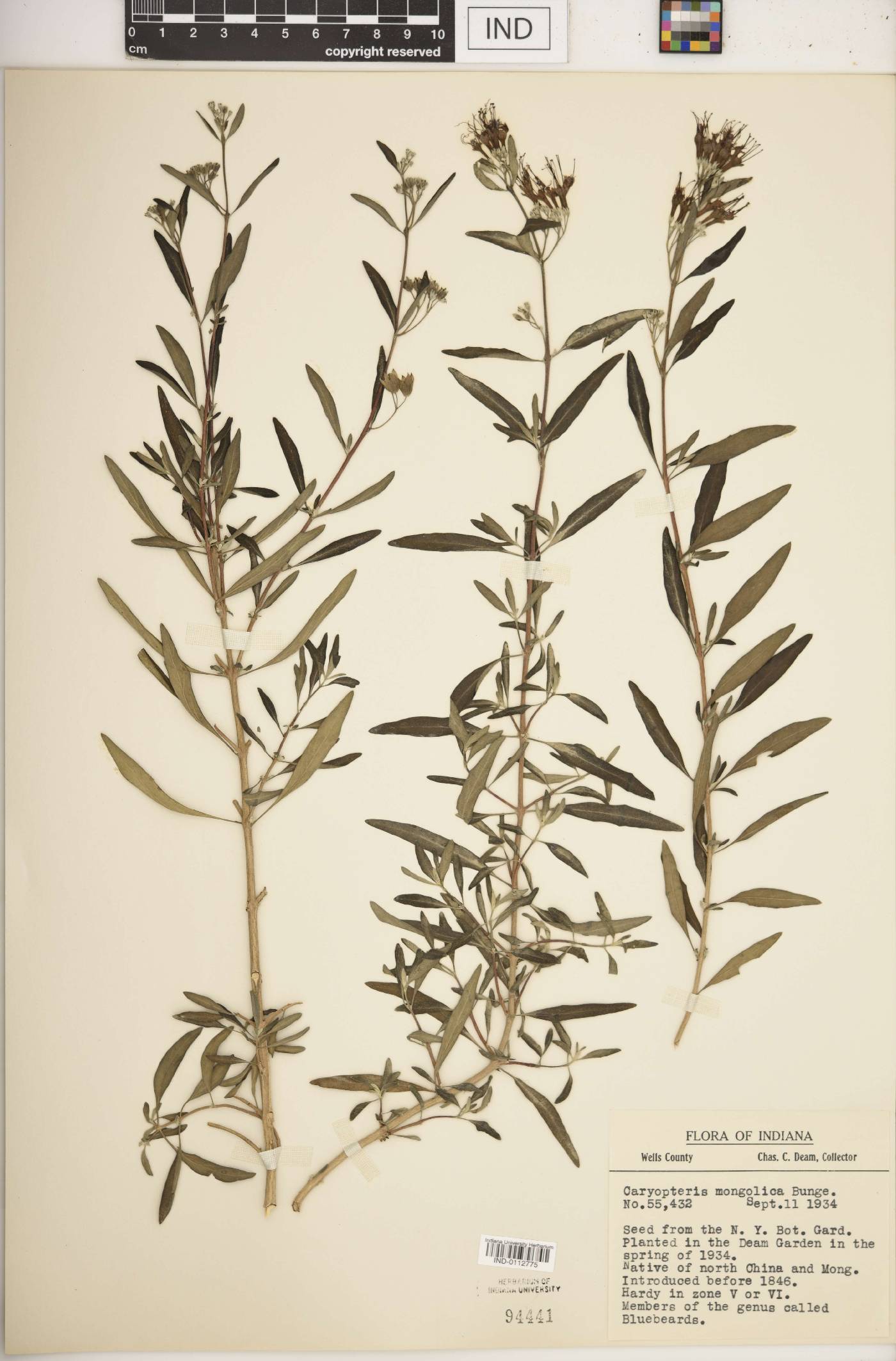 Caryopteris mongolica image