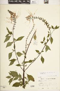 Clerodendranthus spicatus image
