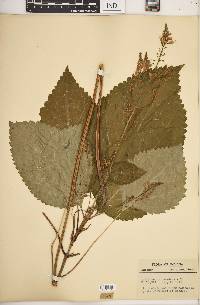 Collinsonia canadensis image