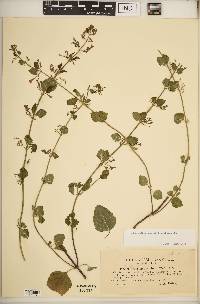 Image of Clinopodium menthifolium