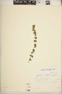 Clinopodium uhligii image