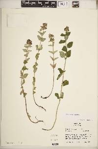 Clinopodium vulgare image