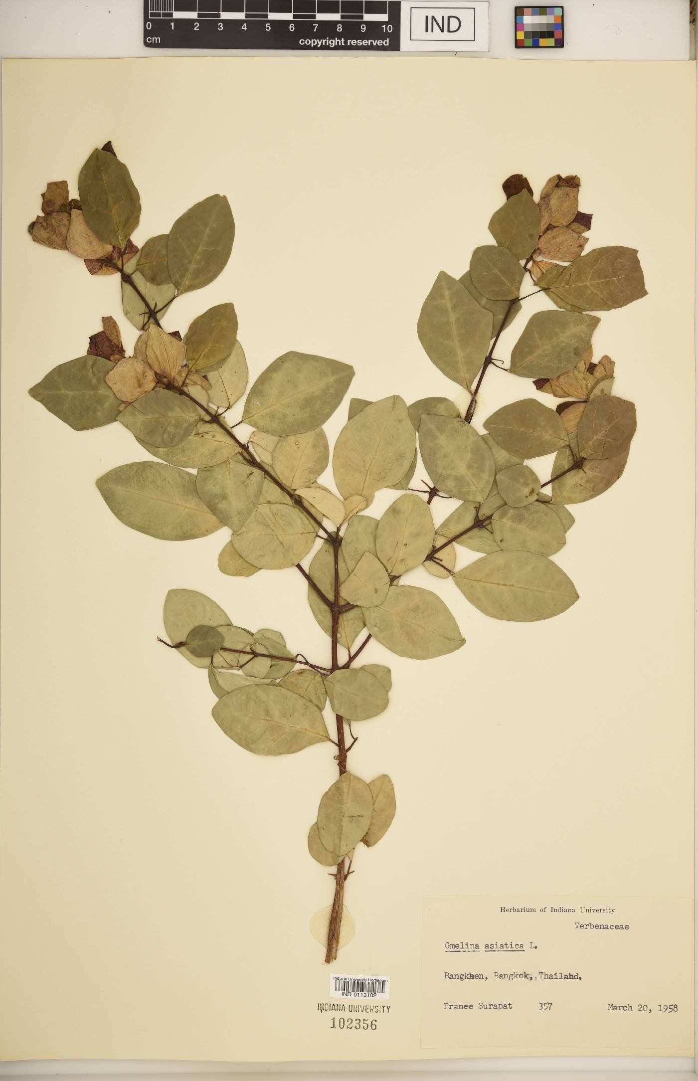 Gmelina asiatica image