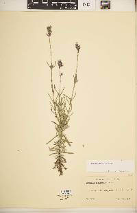 Lavandula angustifolia image