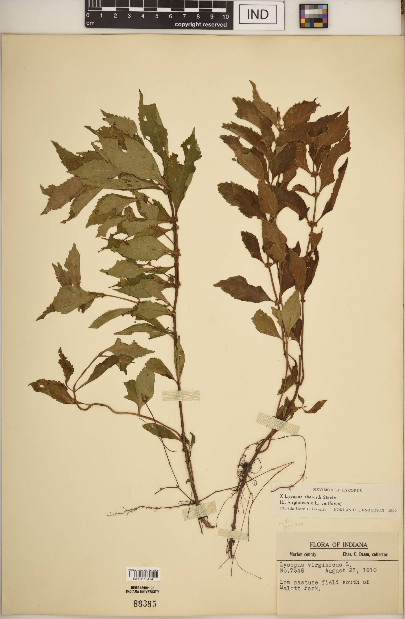 Lycopus × sherardii image