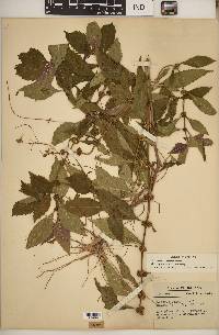 Lycopus × sherardii image