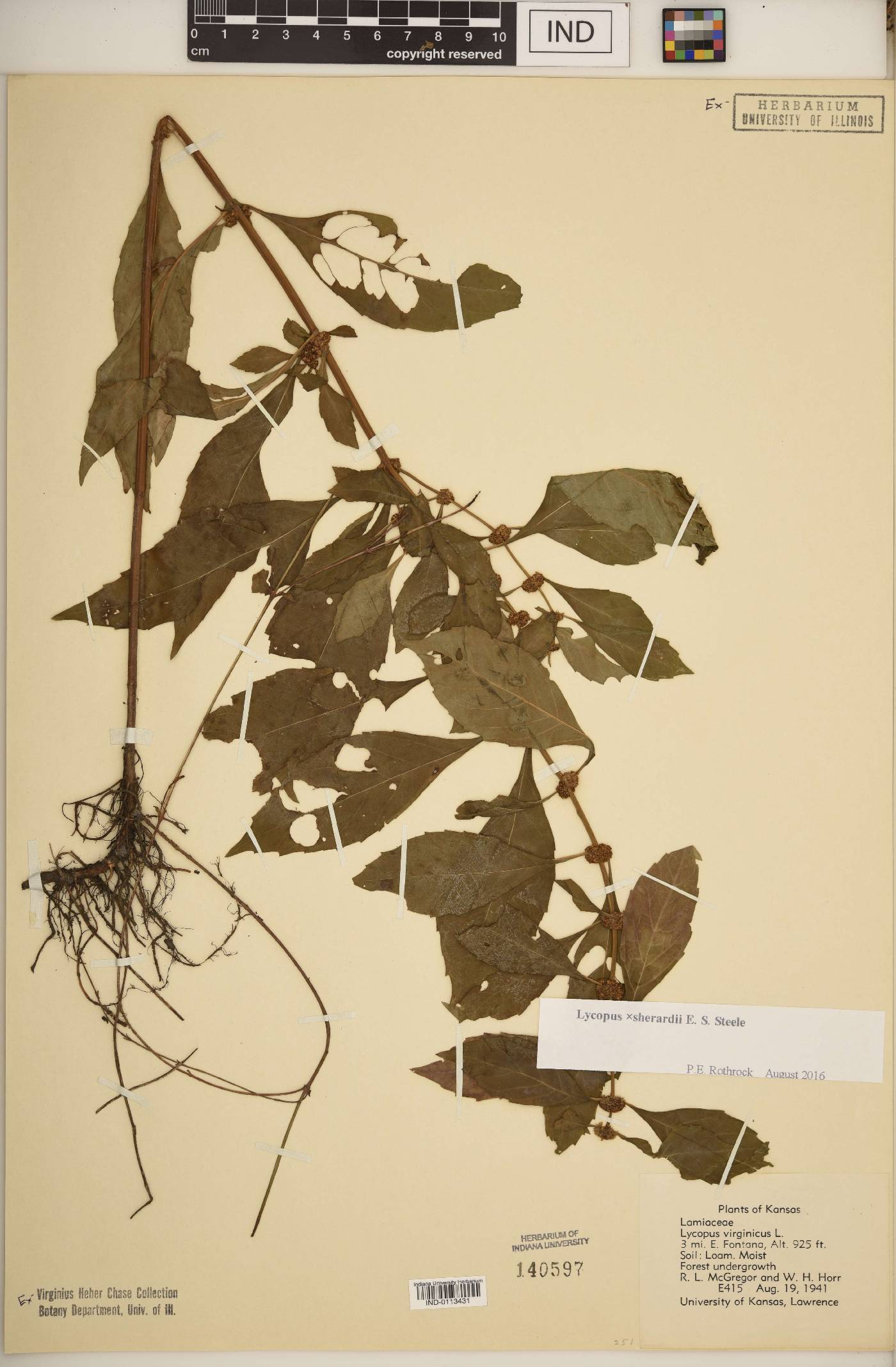 Lycopus × sherardii image