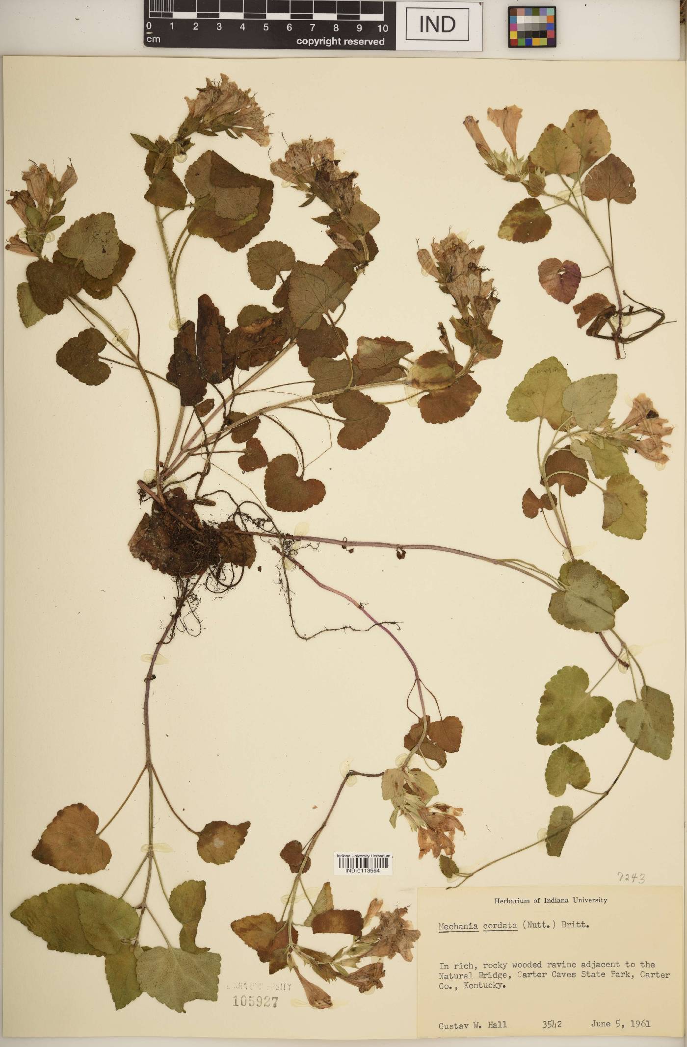 Meehania cordata image