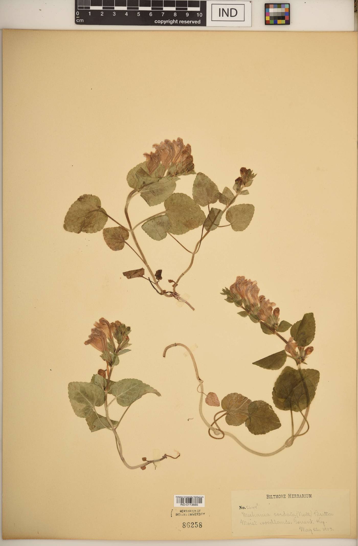 Meehania cordata image
