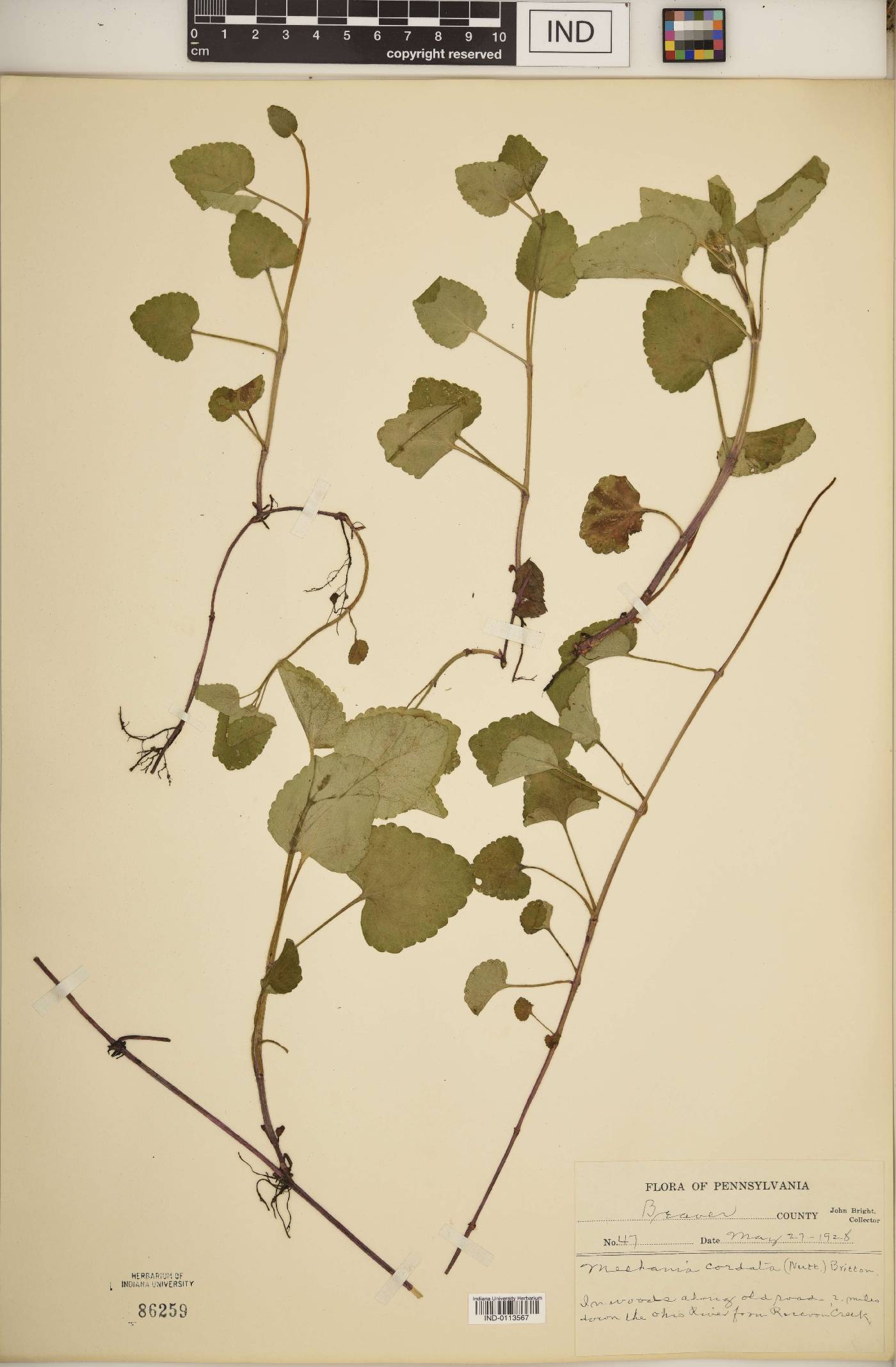 Meehania cordata image