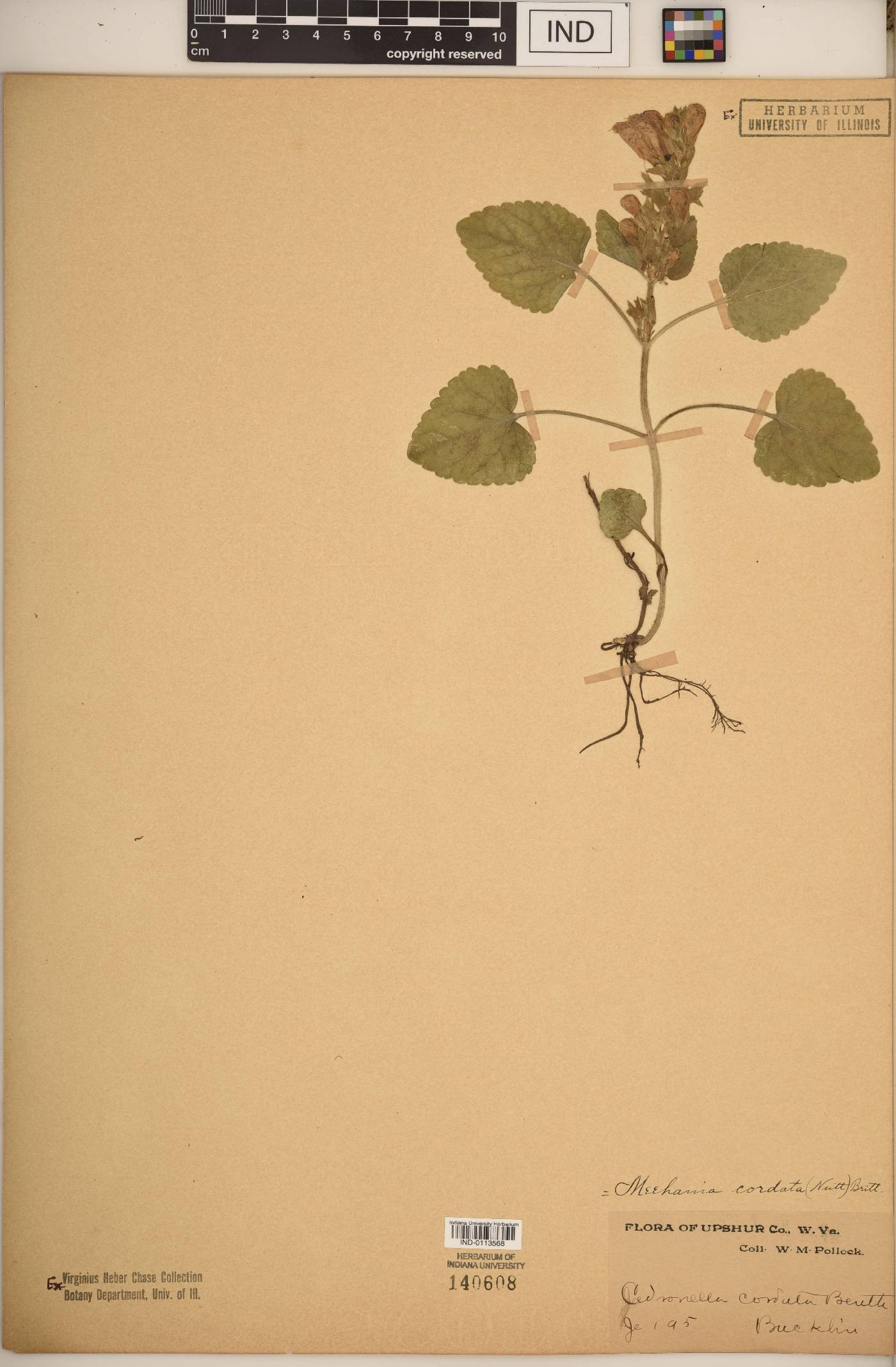 Meehania cordata image