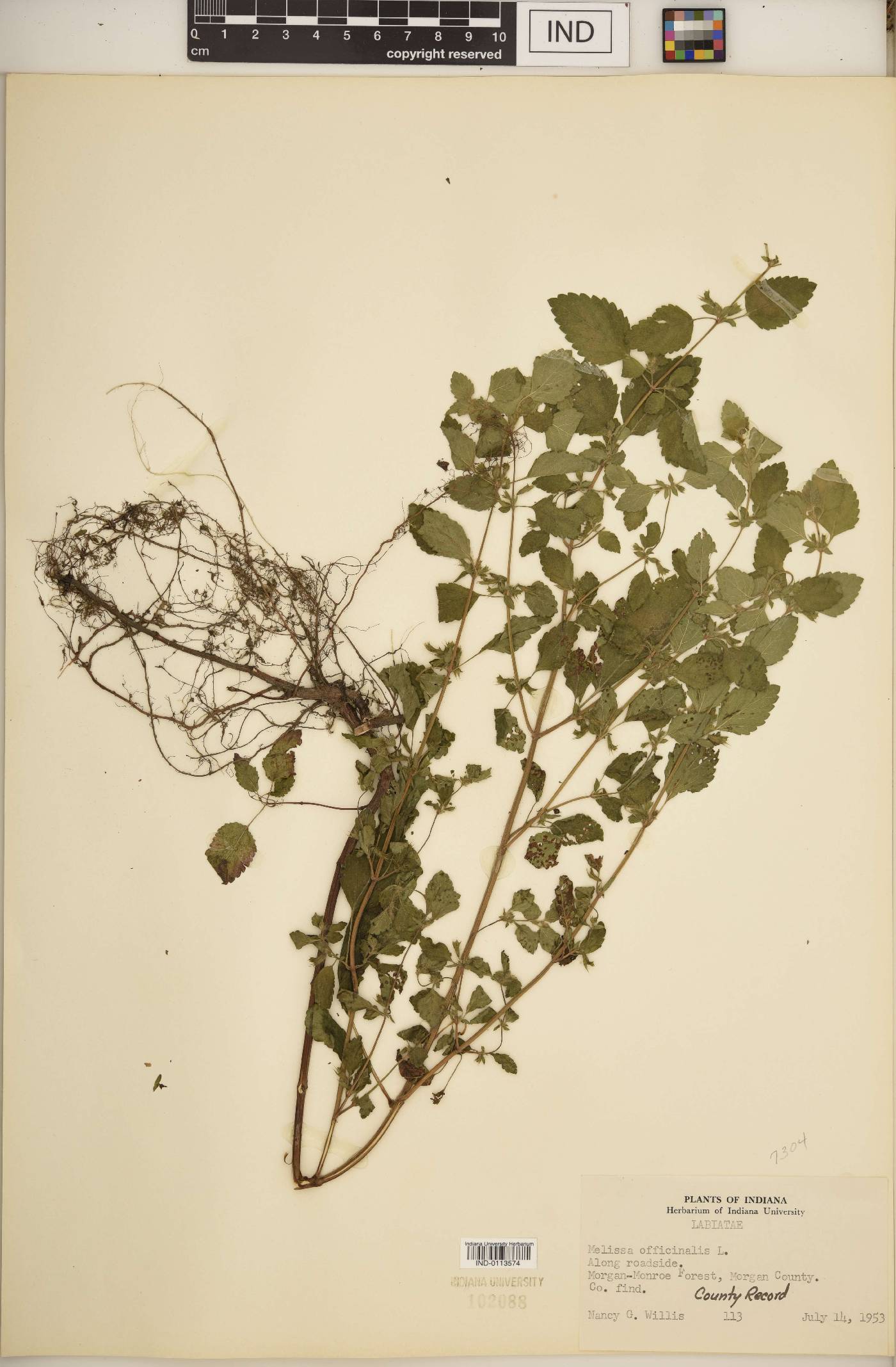 Melissa officinalis image