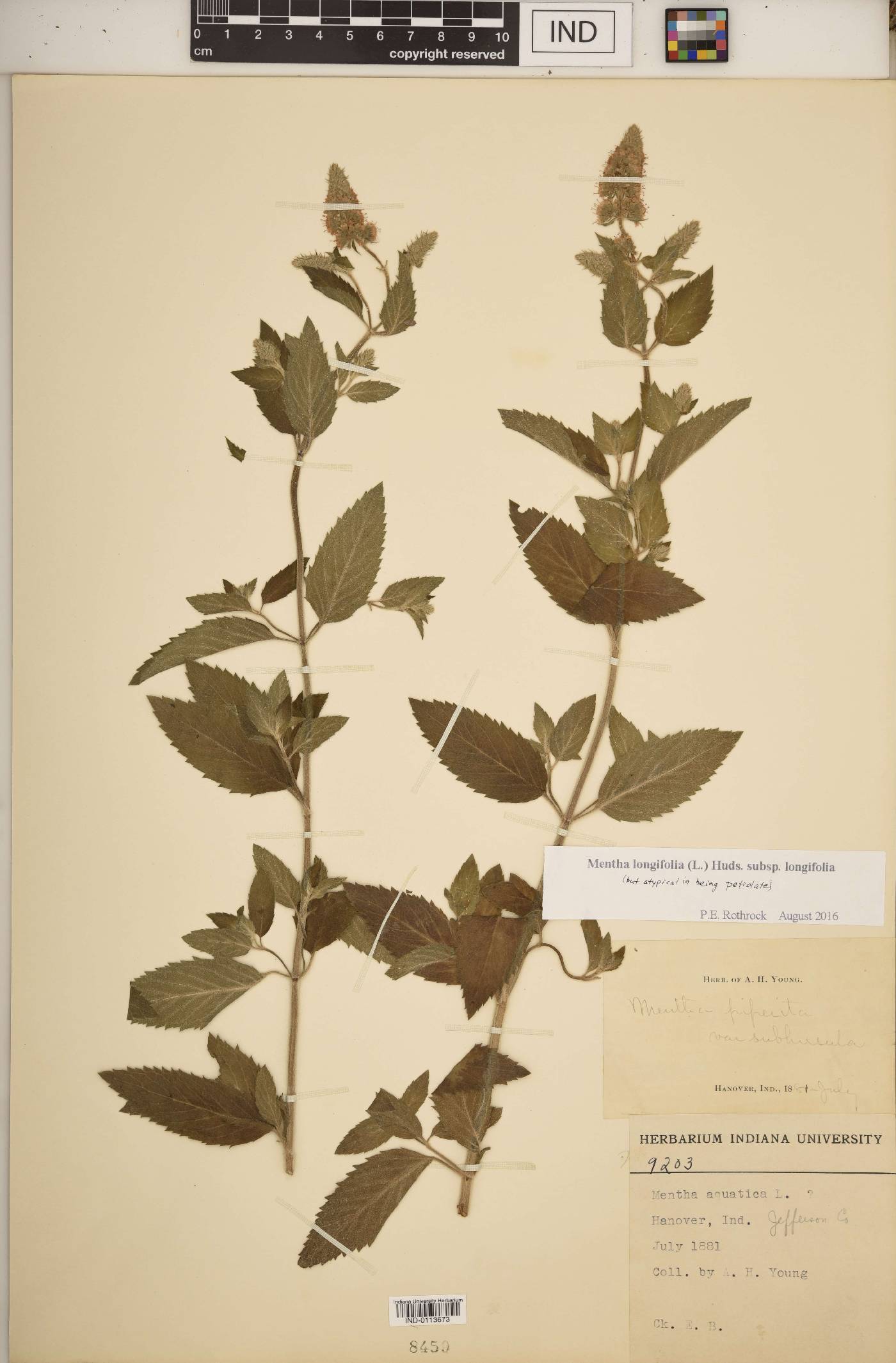 Mentha longifolia subsp. longifolia image