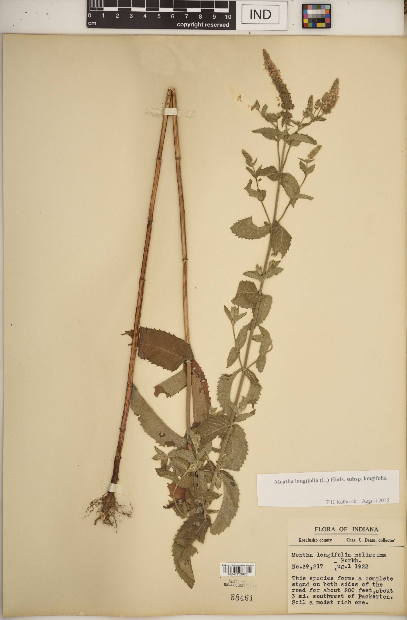 Mentha longifolia image