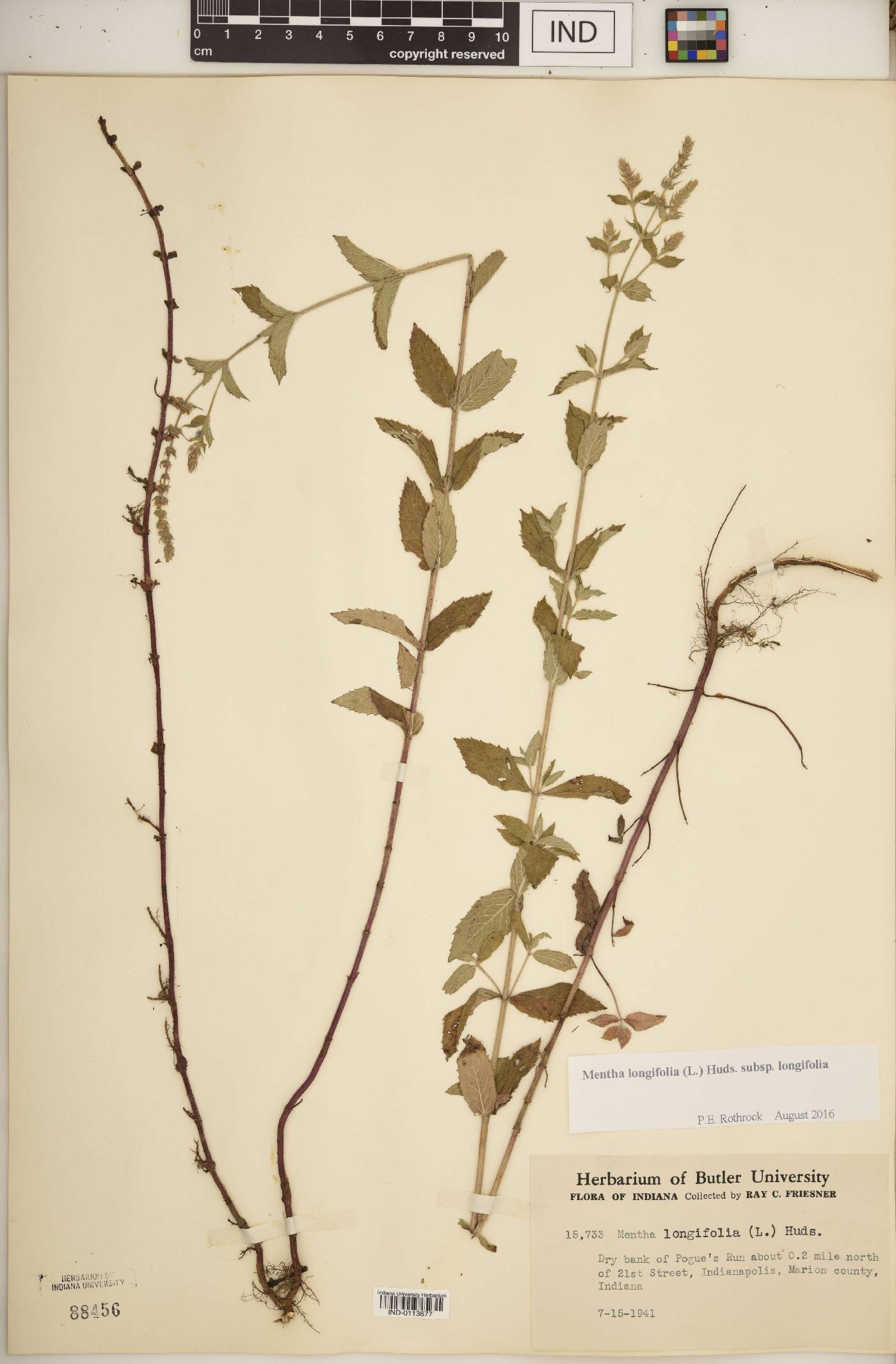 Mentha longifolia subsp. longifolia image