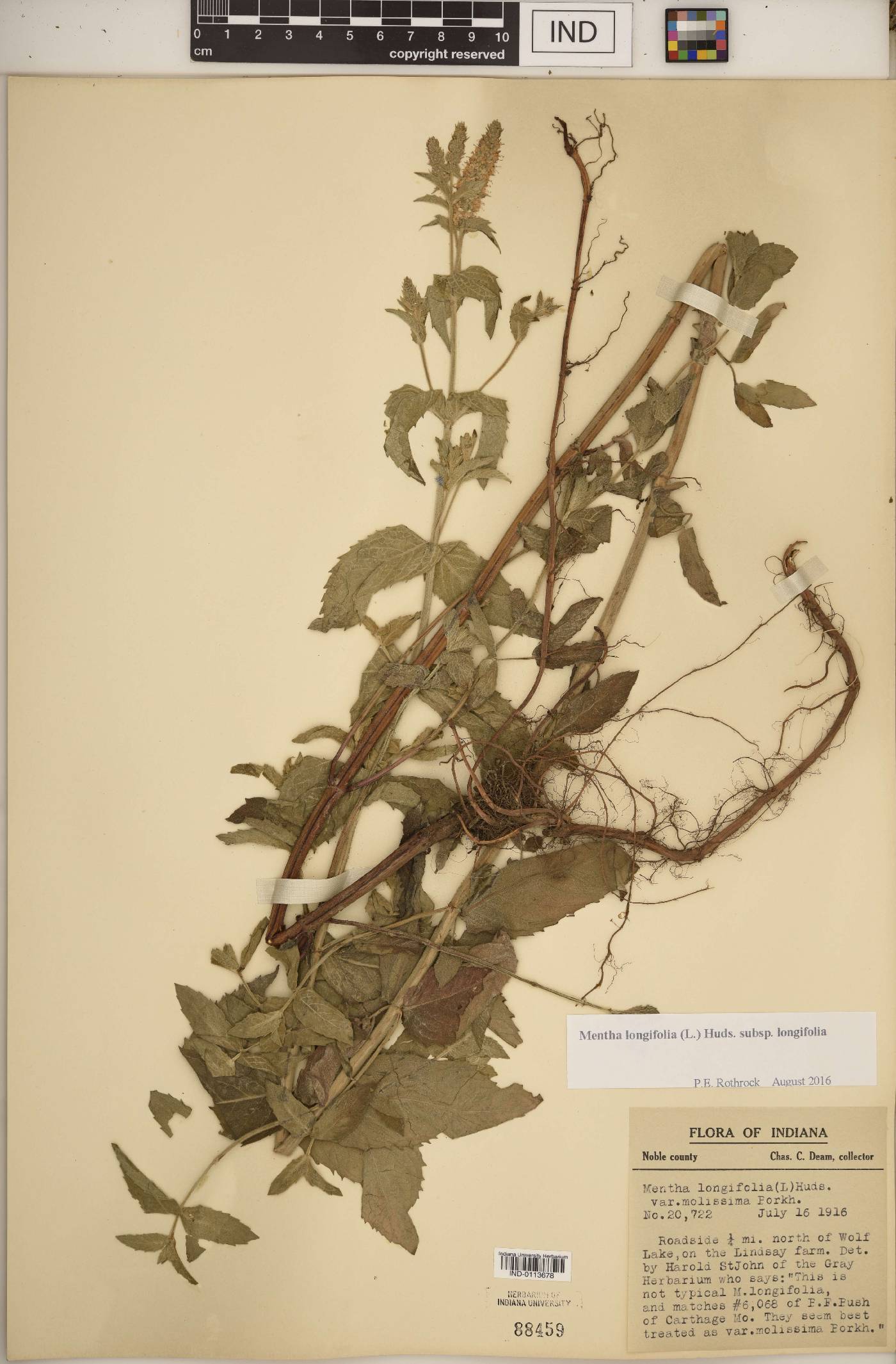 Mentha longifolia subsp. longifolia image