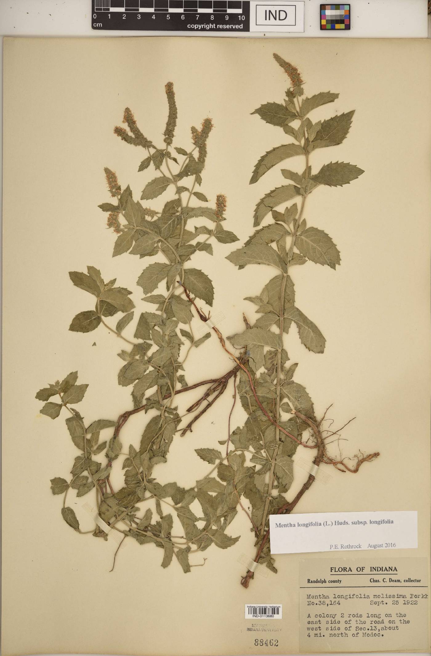 Mentha longifolia subsp. longifolia image