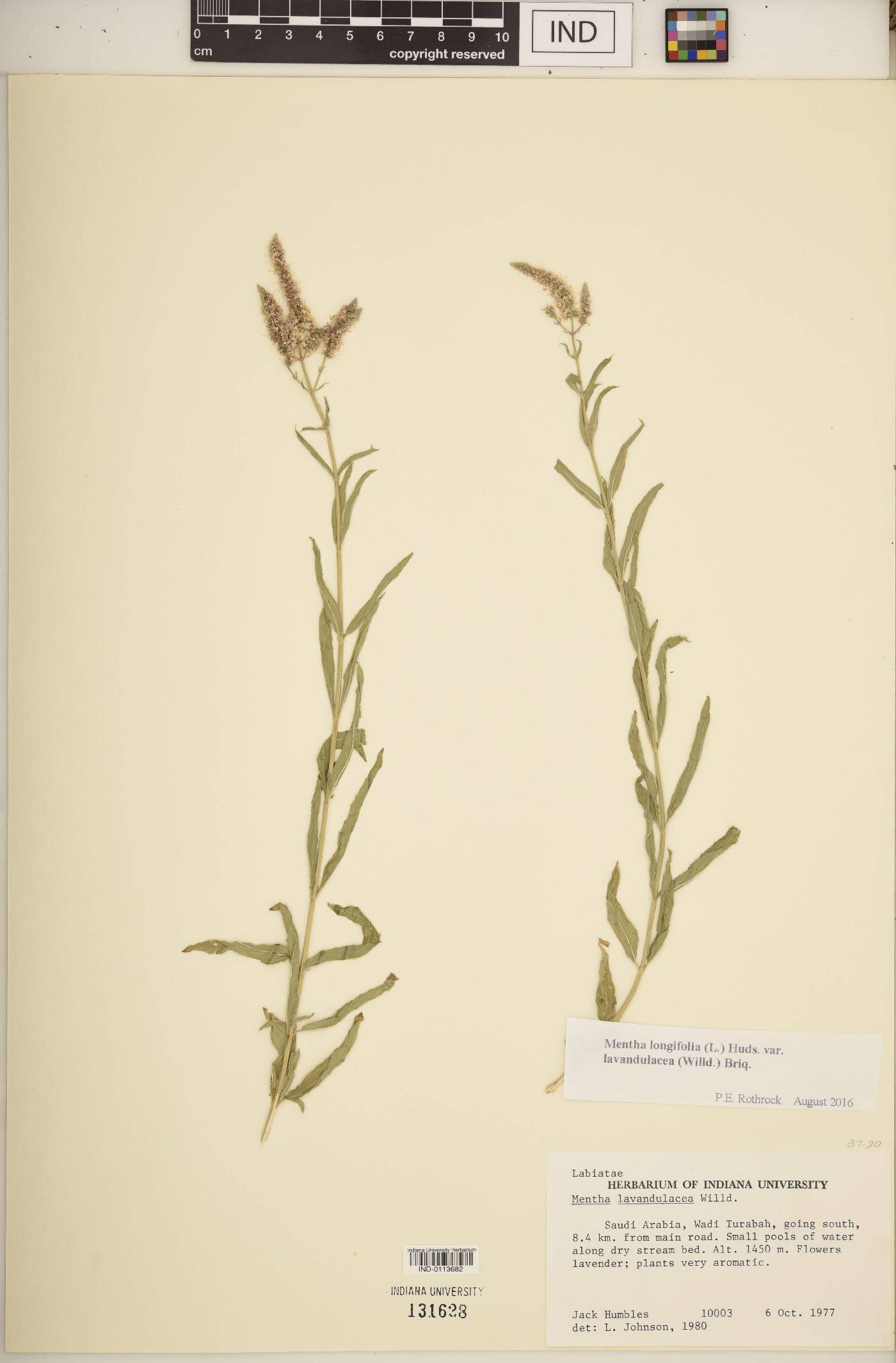 Mentha longifolia image