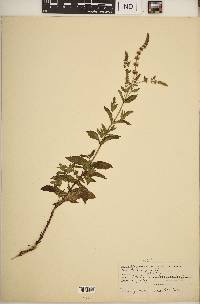 Mentha spicata image