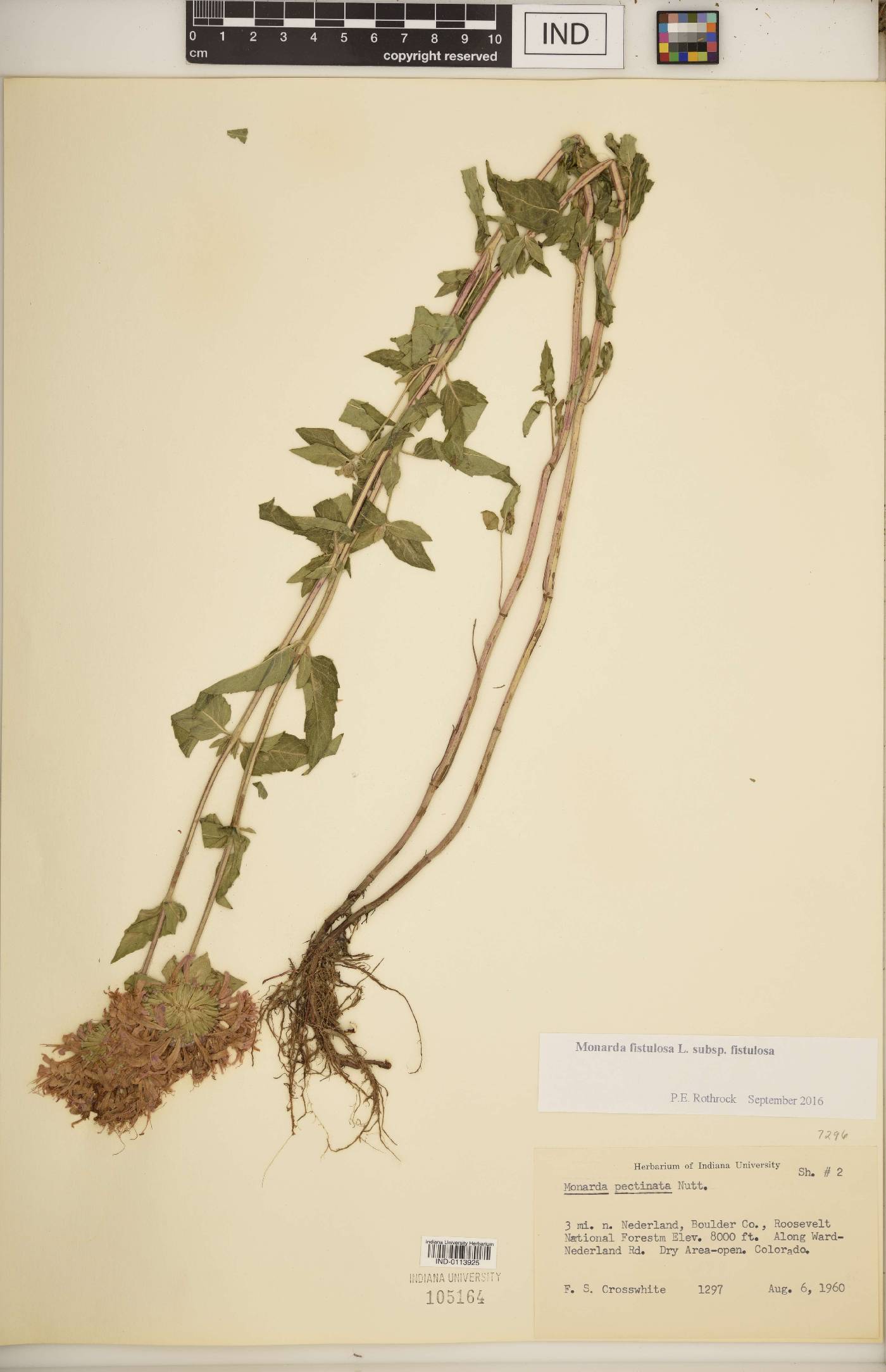 Monarda fistulosa subsp. fistulosa image