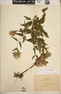 Monarda fistulosa subsp. fistulosa image