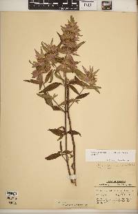 Monarda punctata var. villicaulis image