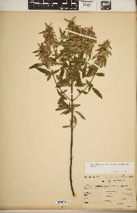 Monarda punctata var. villicaulis image