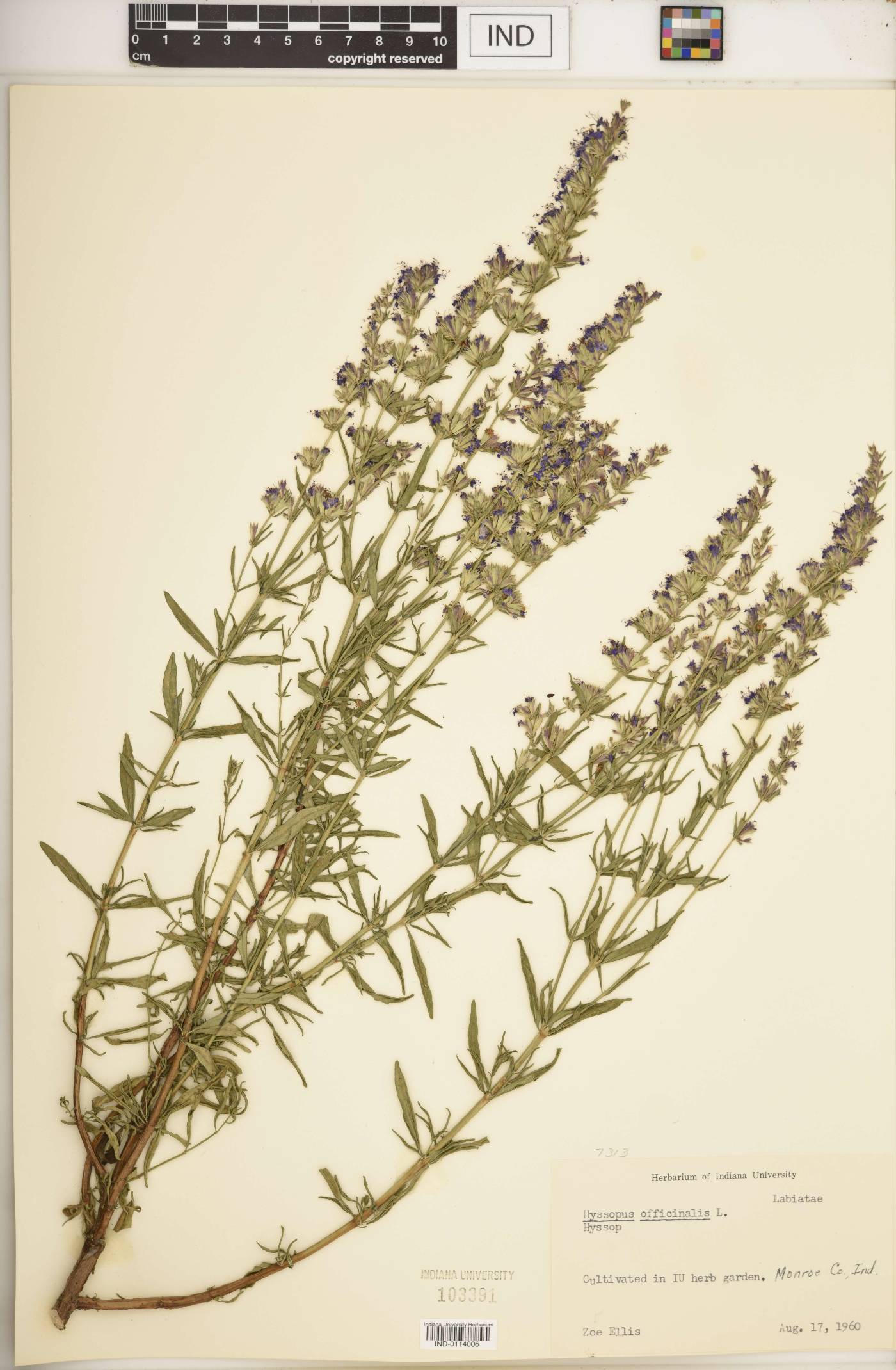 Hyssopus officinalis image