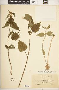 Lamium flexuosum image