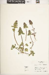 Lamium purpureum image