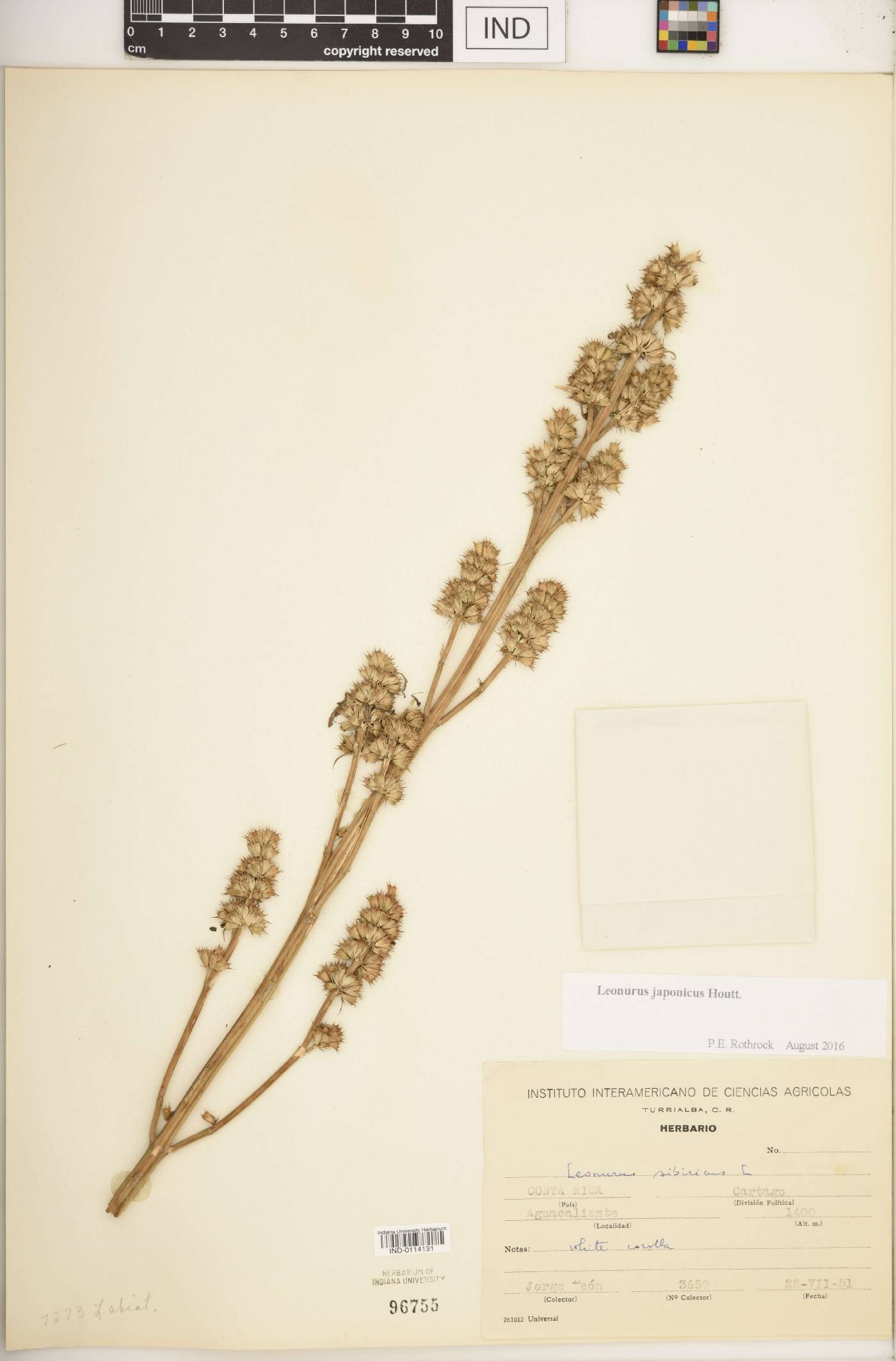 Leonurus japonicus image