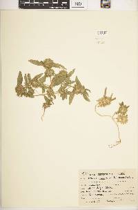 Image of Leucas densiflora