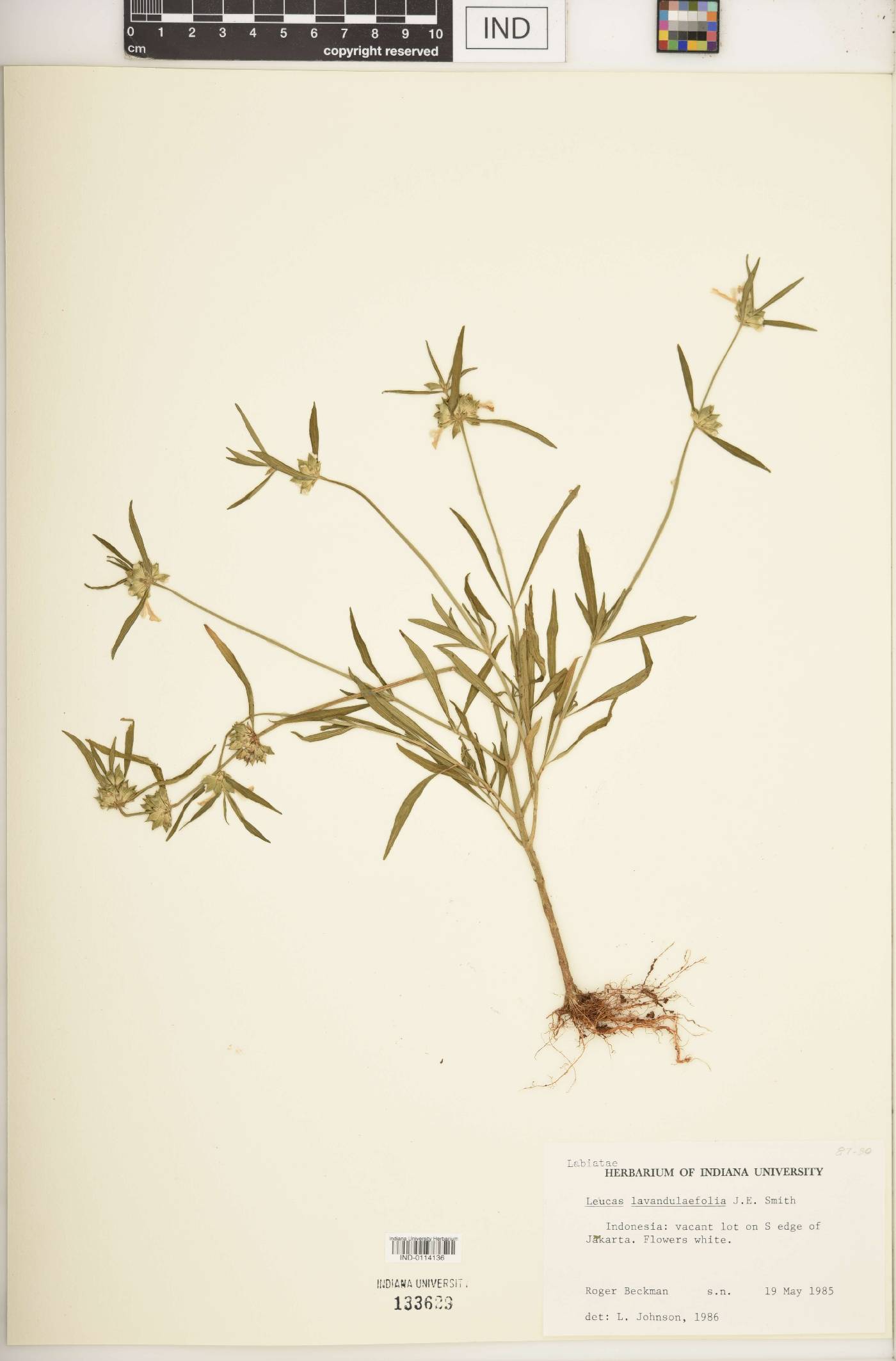 Leucas lavandulifolia image