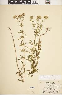 Pycnanthemum flexuosum image