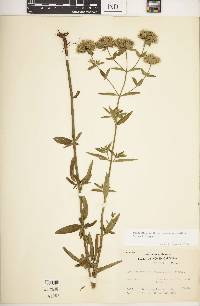 Pycnanthemum flexuosum image