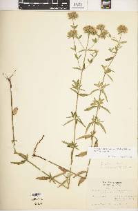 Pycnanthemum flexuosum image