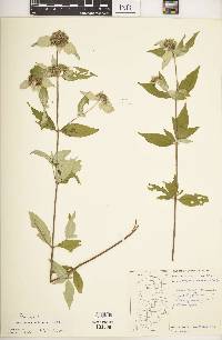 Pycnanthemum incanum image