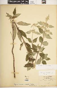 Pycnanthemum incanum image