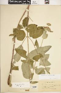 Pycnanthemum incanum image