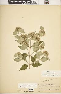 Pycnanthemum loomisii image