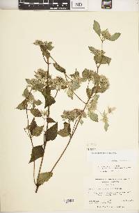 Pycnanthemum loomisii image