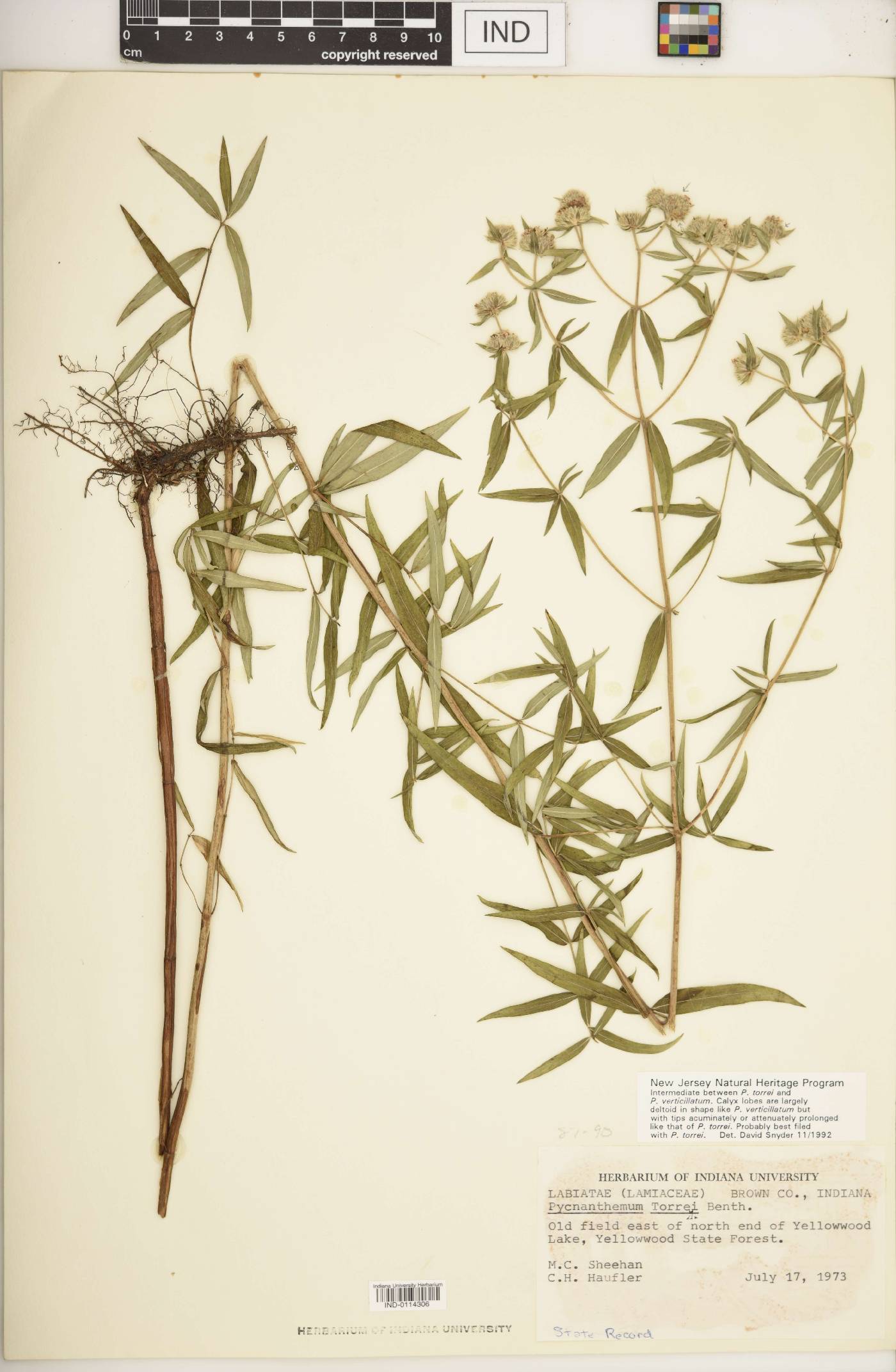 Pycnanthemum torreyi image