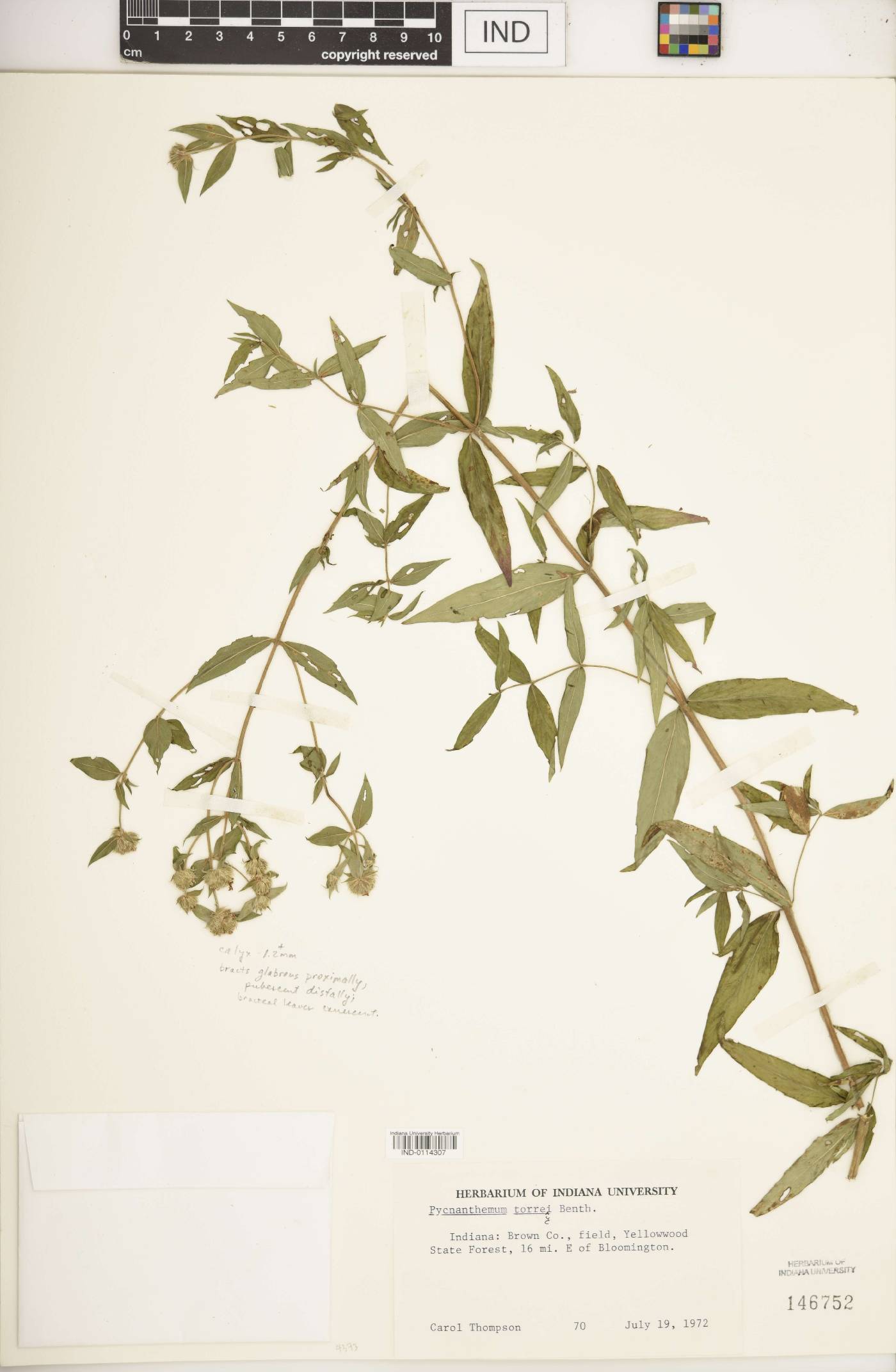 Pycnanthemum torreyi image