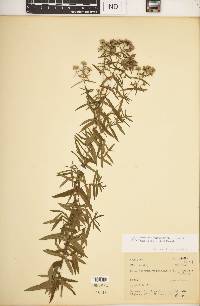 Pycnanthemum virginianum image