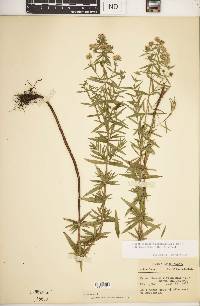 Pycnanthemum virginianum image