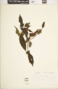 Pycnostachys meyeri image