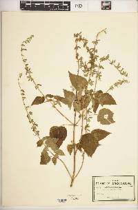 Salvia uruapana image