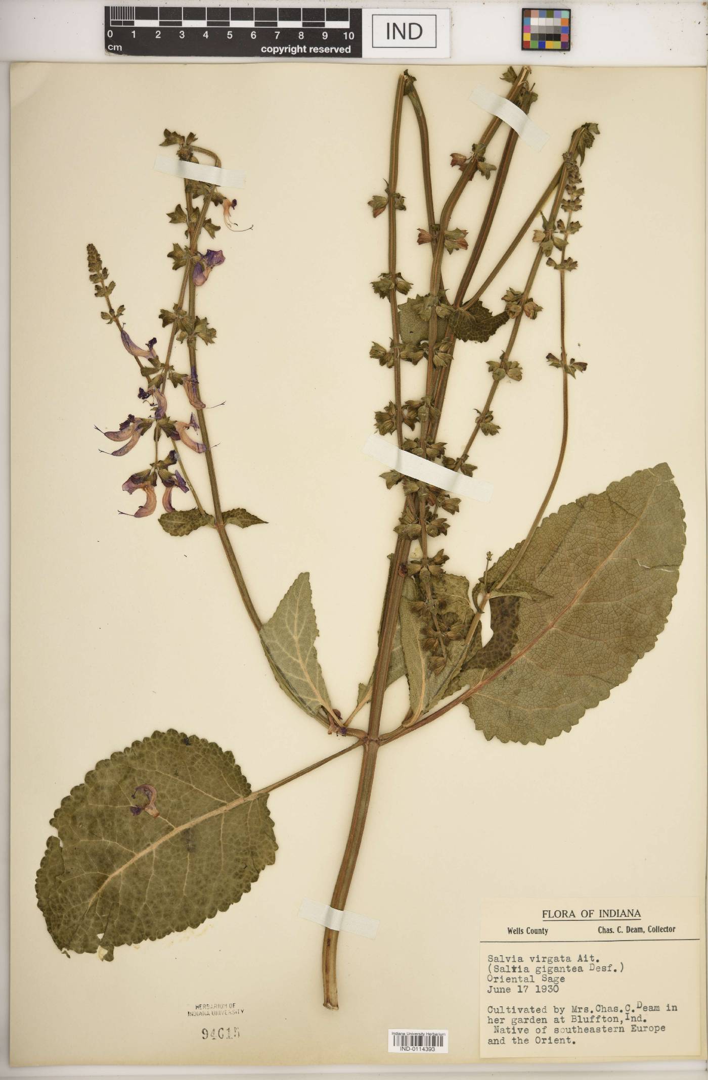 Salvia virgata image