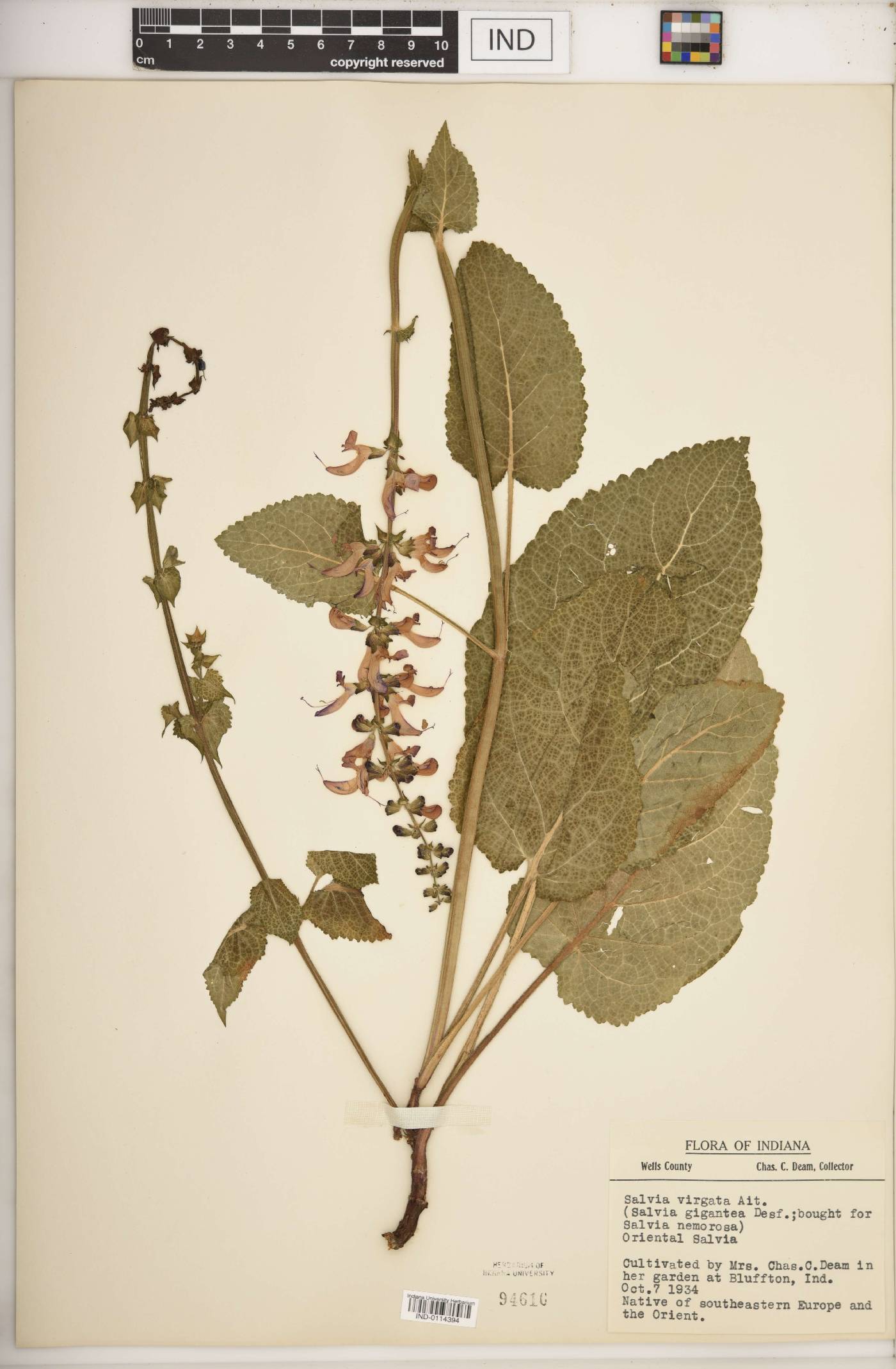 Salvia virgata image